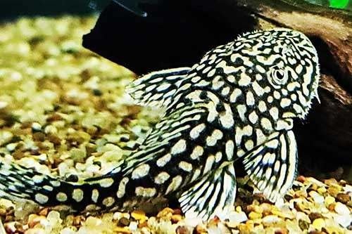 pseudancistrus genisetiger, Dieren en Toebehoren