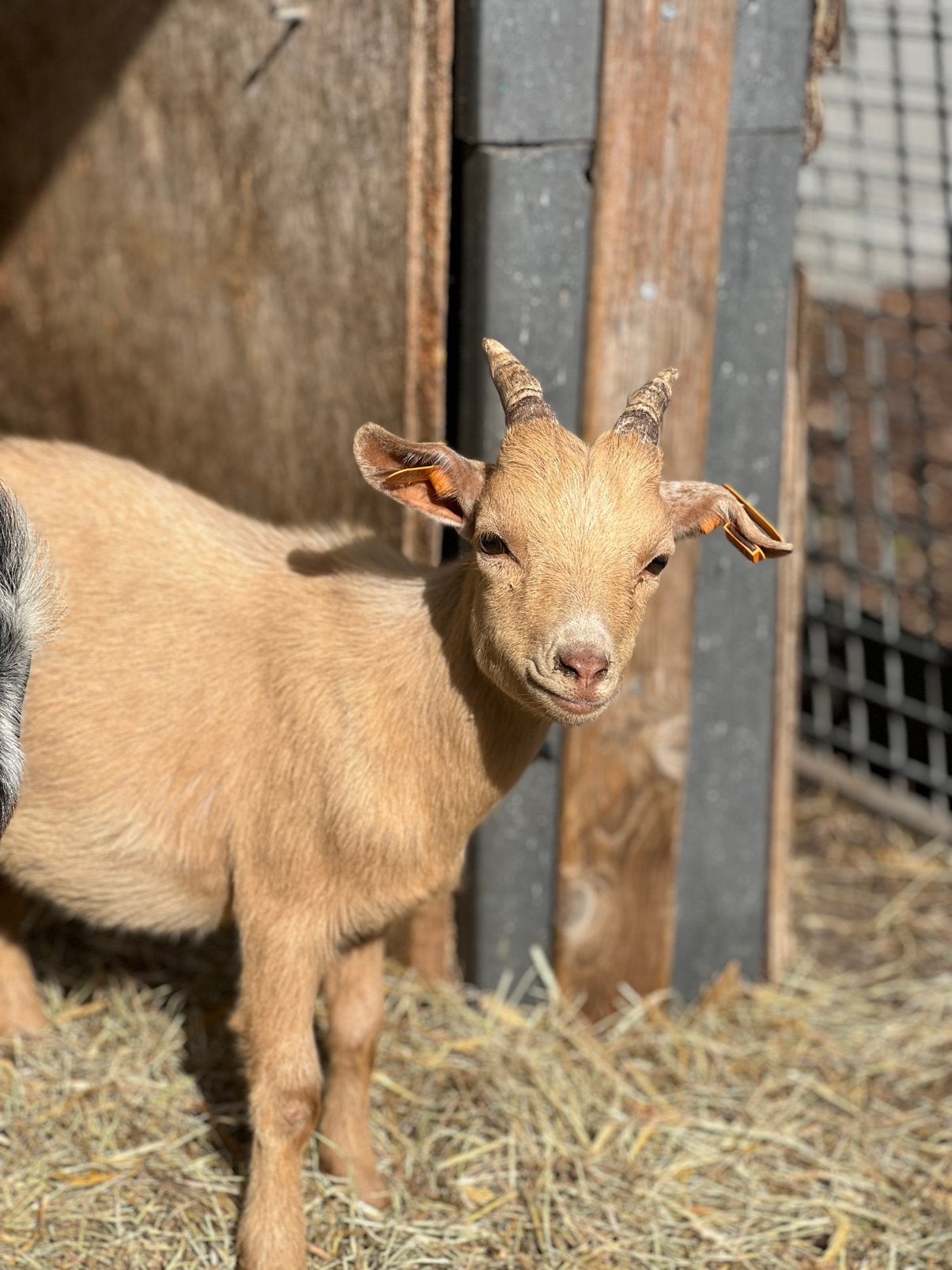 2 licht abricot dwerggeit bokjes, Dieren en Toebehoren, Schapen, Geiten en Varkens, Mannelijk, Geit, 0 tot 2 jaar