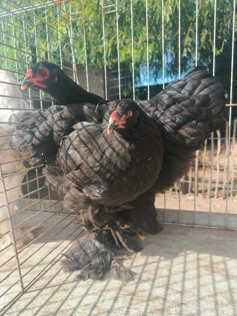 Zwarte brahma hennen, Femelle, Poule ou poulet