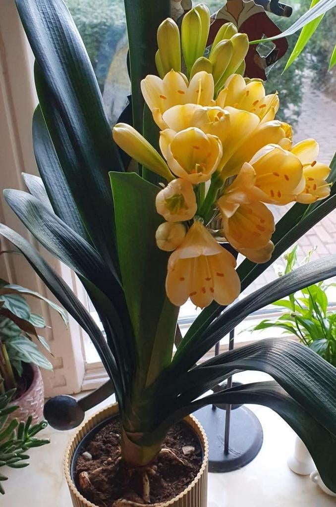 Gezocht: clivia gele bloem, Enlèvement