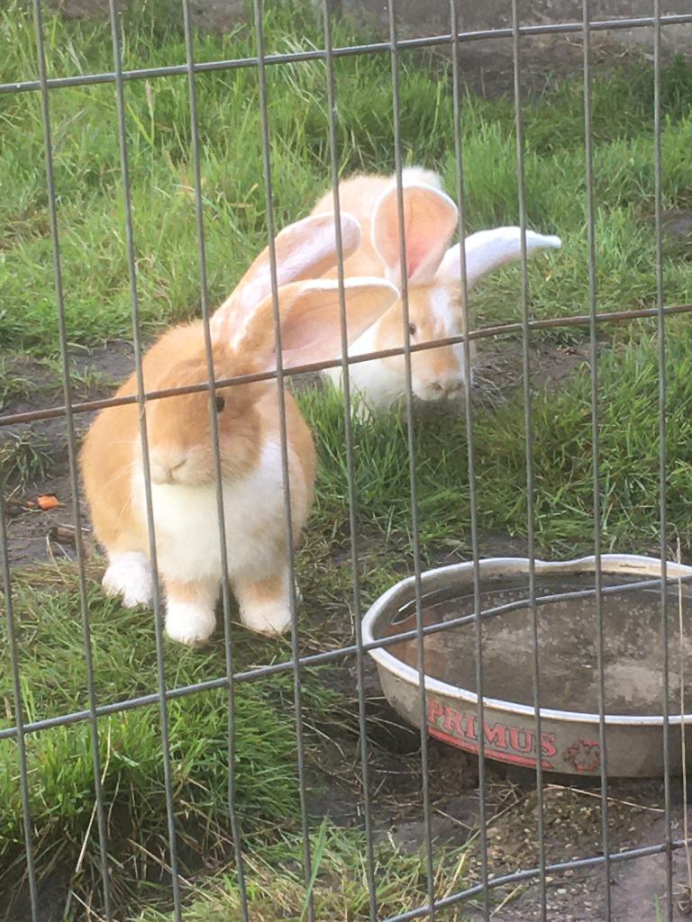 vlaamse reus, Dieren en Toebehoren, Konijnen, Meerdere dieren, Groot, 0 tot 2 jaar