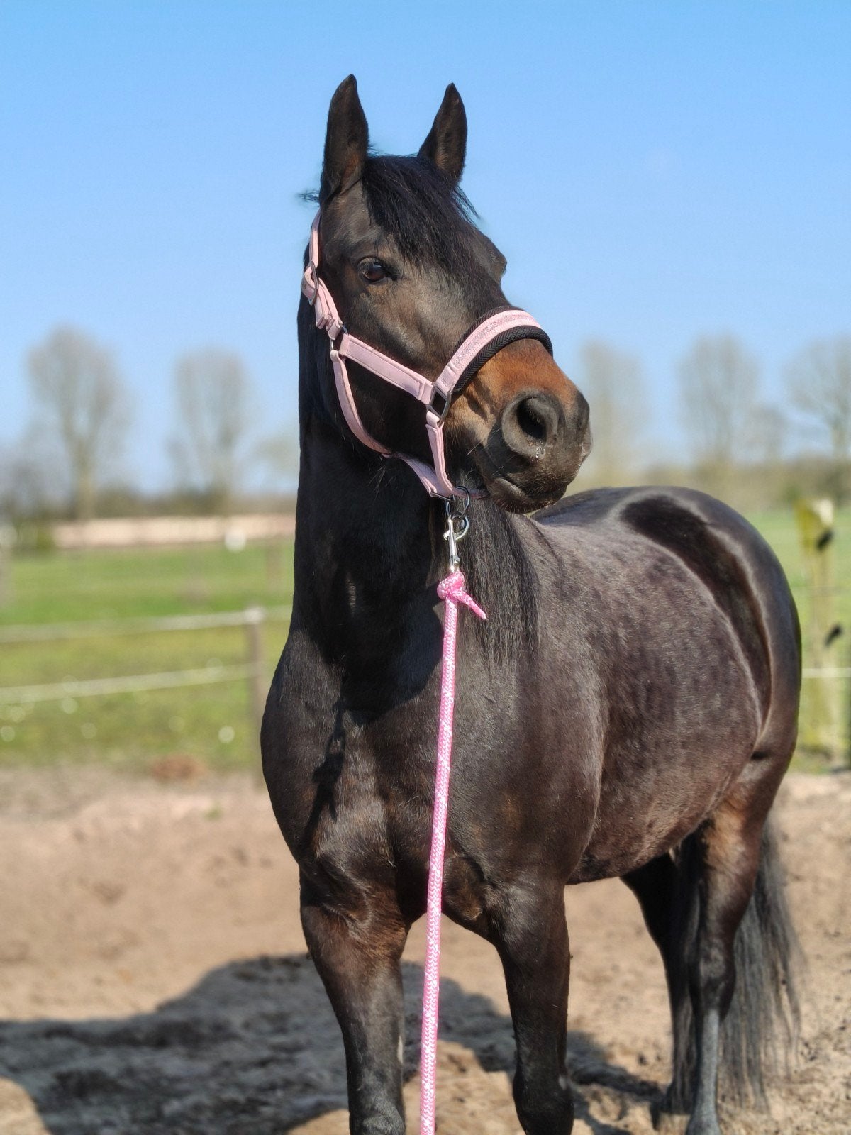 6 jarige merrie, Dieren en Toebehoren, Merrie, M, Minder dan 160 cm, 3 tot 6 jaar