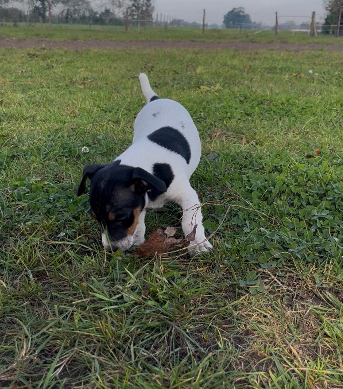 Jack Russell pup reu, Dieren en Toebehoren, België, Fokker | Hobbymatig, Jack Russell Terriër, Reu