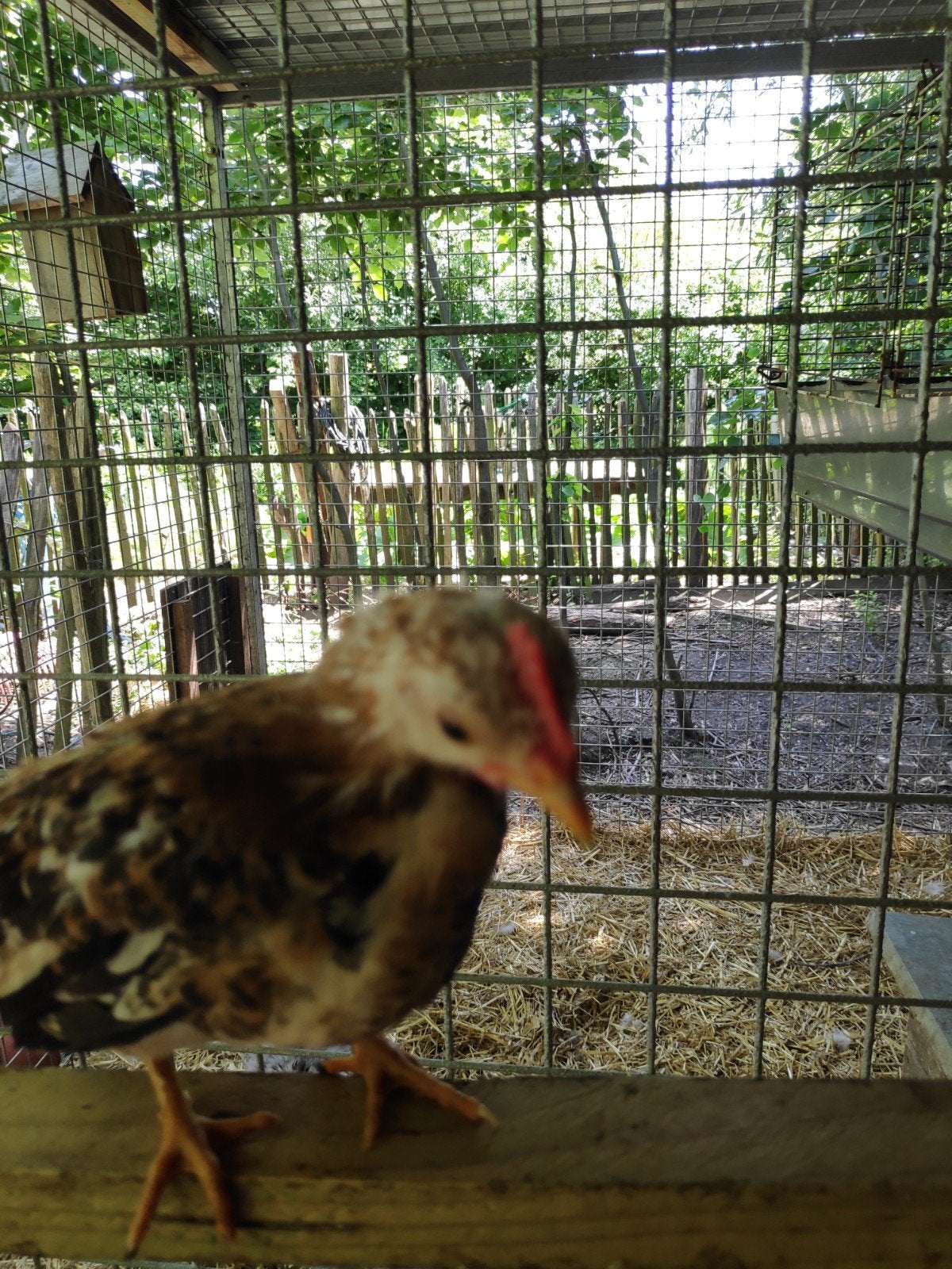 Jonge chabo haantjes, Dieren en Toebehoren