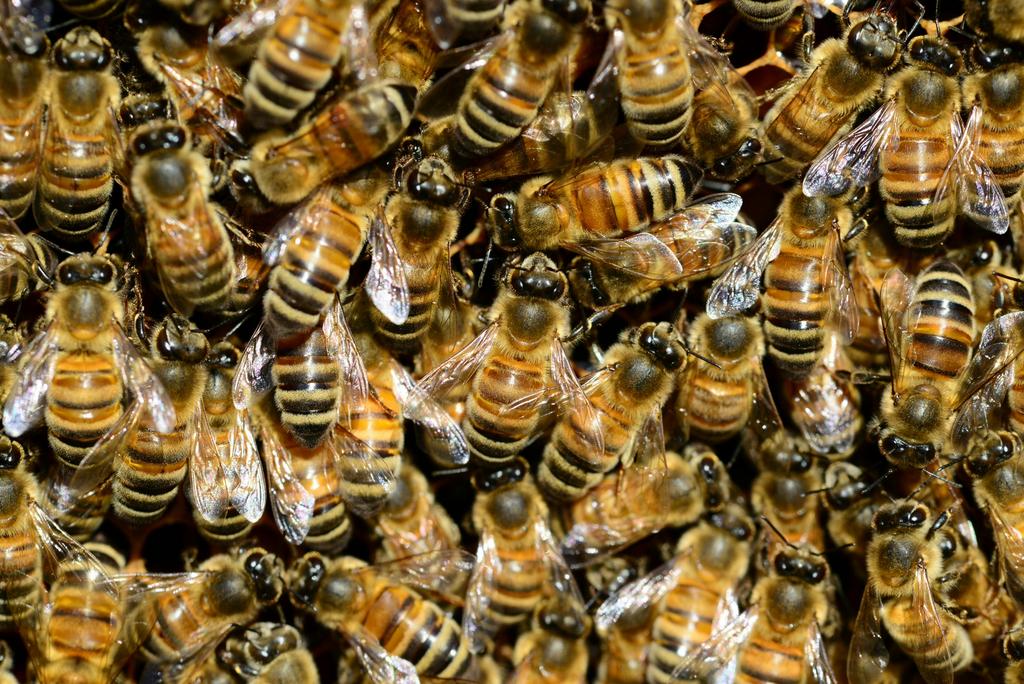 🚨 Bijenzwerm gezien? Ik kom hem GRATIS & VEILIG ophalen! 🐝, Bijen