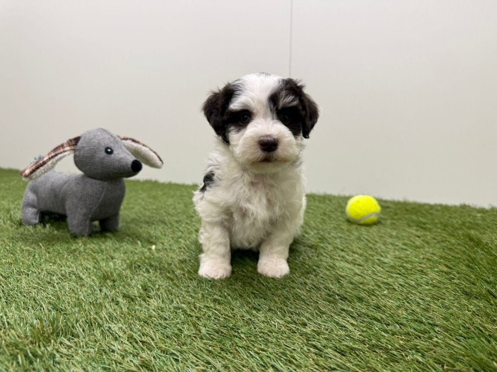 Nestje Havanezer pups, Parvo, België, Overige rassen, 8 tot 15 weken