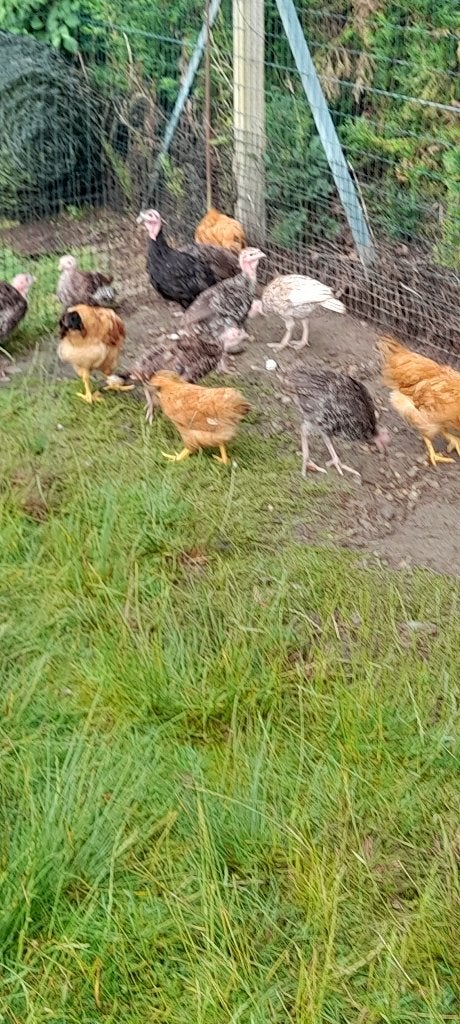 jonge brons kalkoenen  ook new hempshire hennen, Kalkoen