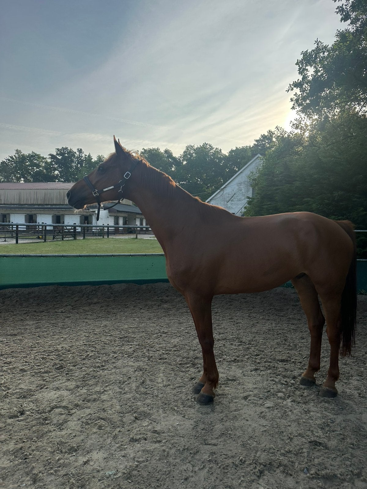 Paard te koop, M