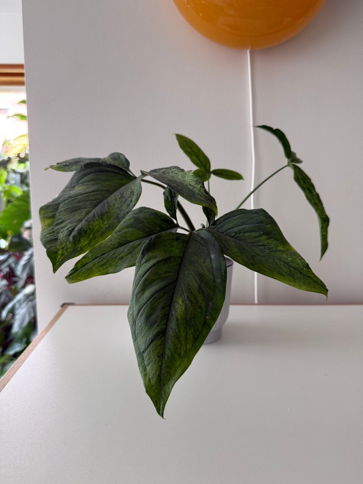 Syngonium podophyllum 'Mojito' (2 planten in 1 pot op pon), Autres espèces, En pot, Moins de 100 cm, Enlèvement