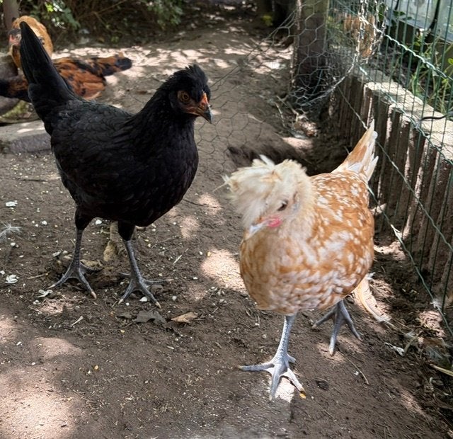 Trio appenzeller spitskuif, Plusieurs animaux, Poule ou poulet