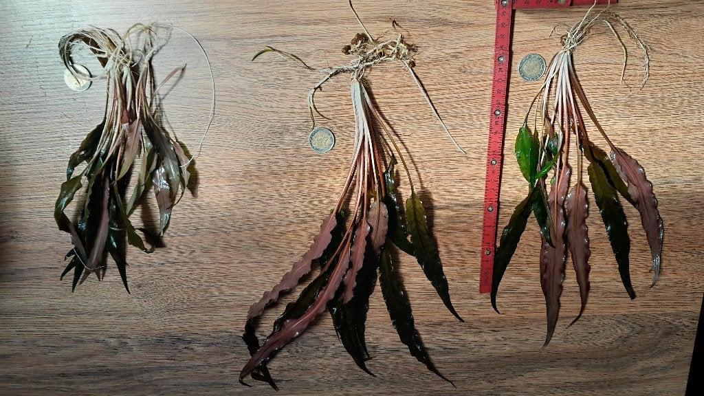 Cryptocoryne te koop, Dieren en Toebehoren, Ophalen, Nieuw, Plant(en), Steen of Hout