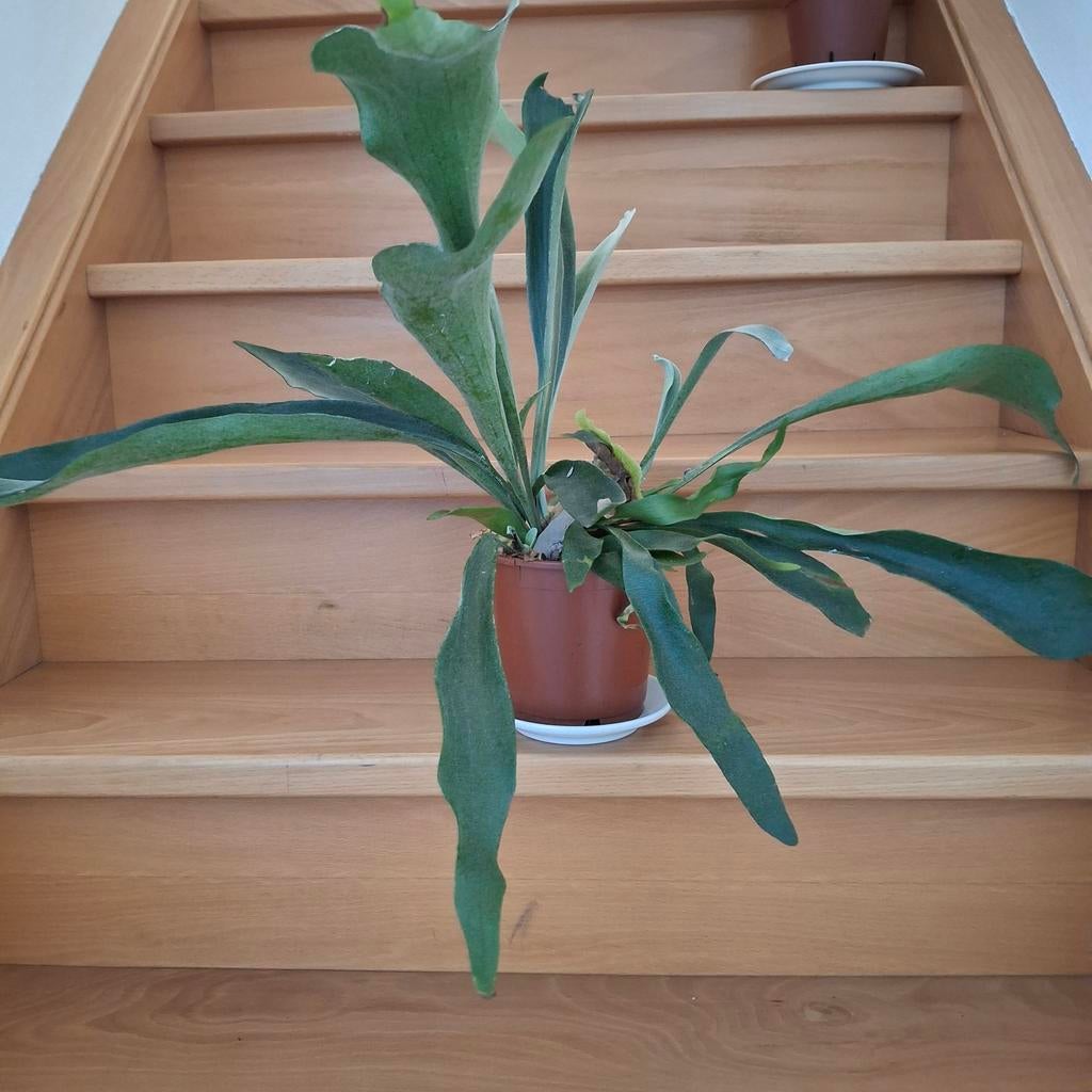 Fougère Staghorn, Enlèvement