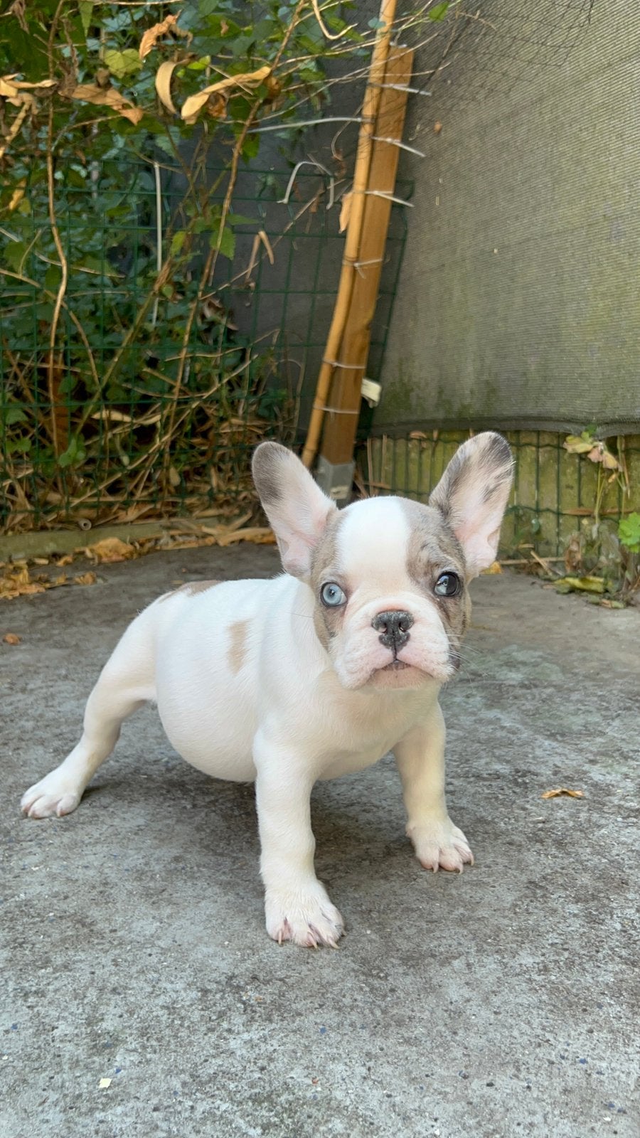 Franse Bulldog, Dieren en Toebehoren, Honden | Bulldogs, Pinschers en Molossers, België, Particulier, Reu, CDV (hondenziekte)
