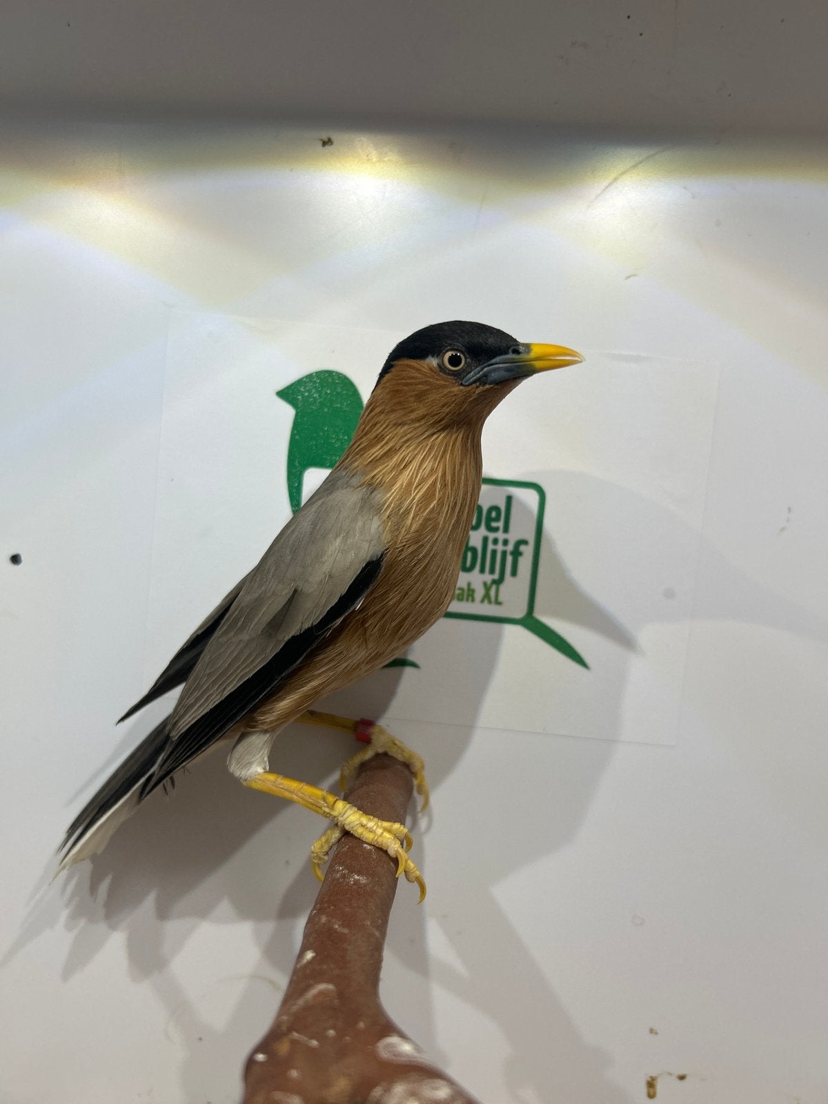 1-1 pagode spreeuw ( in nl ), Dieren en Toebehoren, Meerdere dieren, Tropenvogel, Geringd