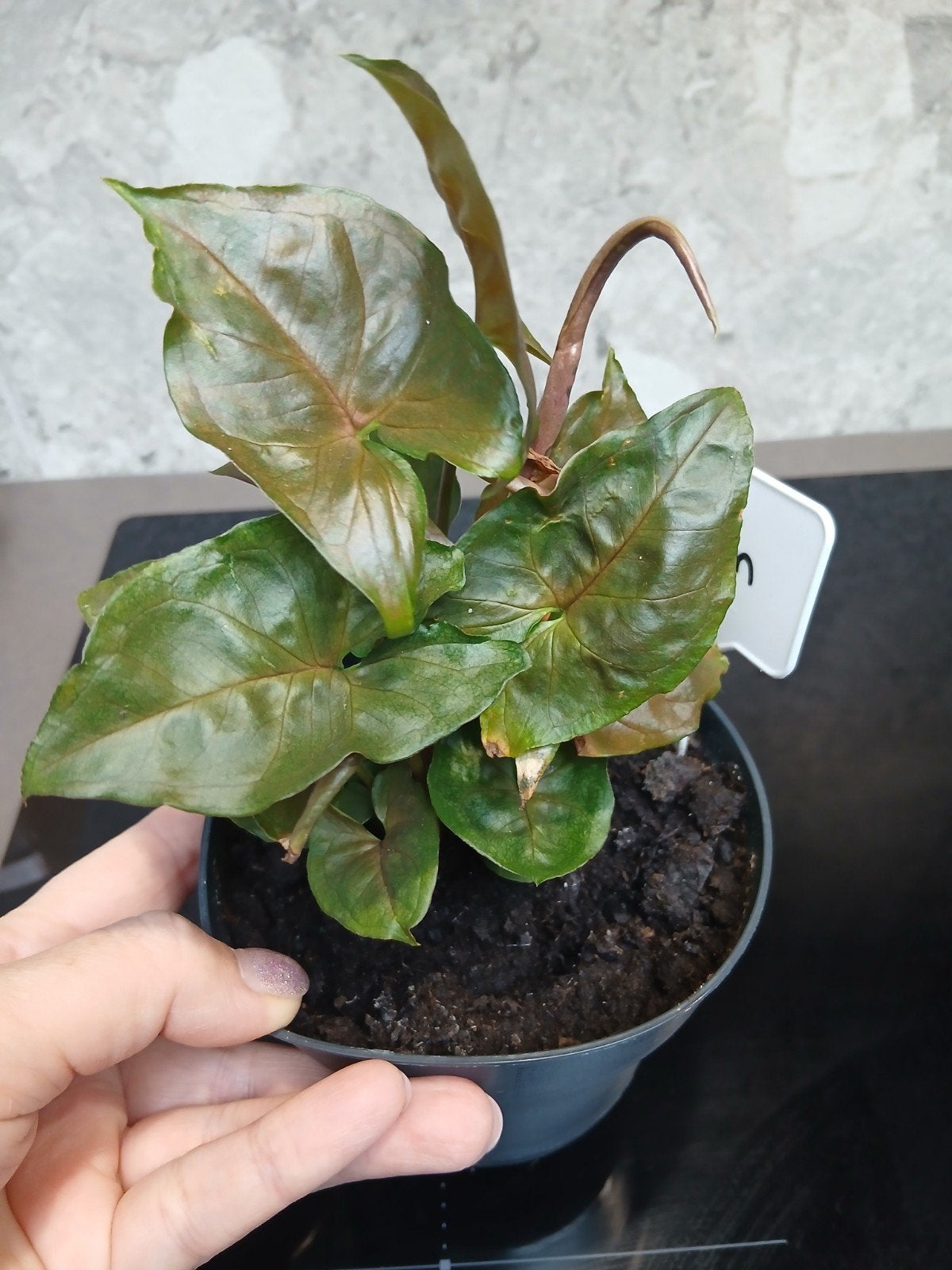 syngonium maria allusion, Ophalen
