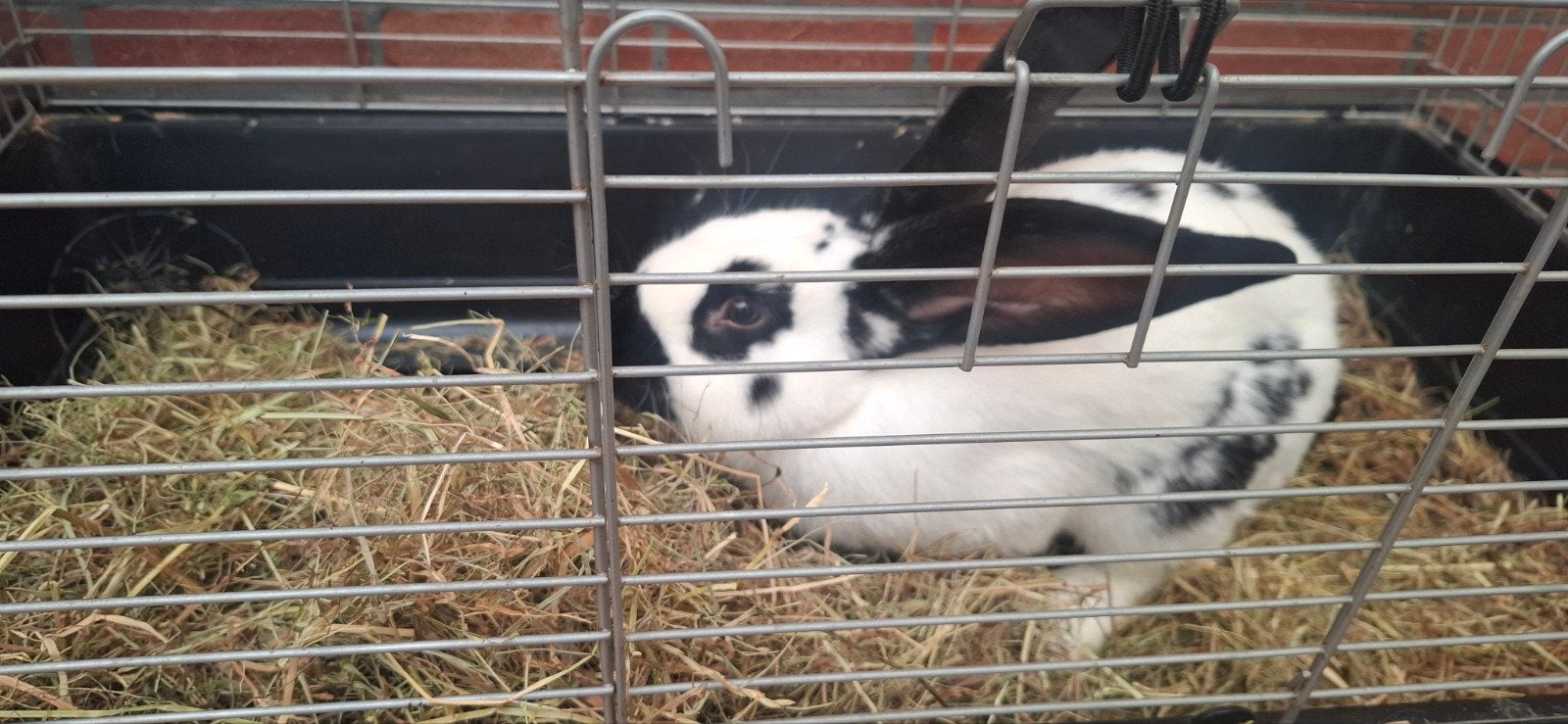 Konijn, Dieren en Toebehoren, Mannelijk, Groot, 0 tot 2 jaar