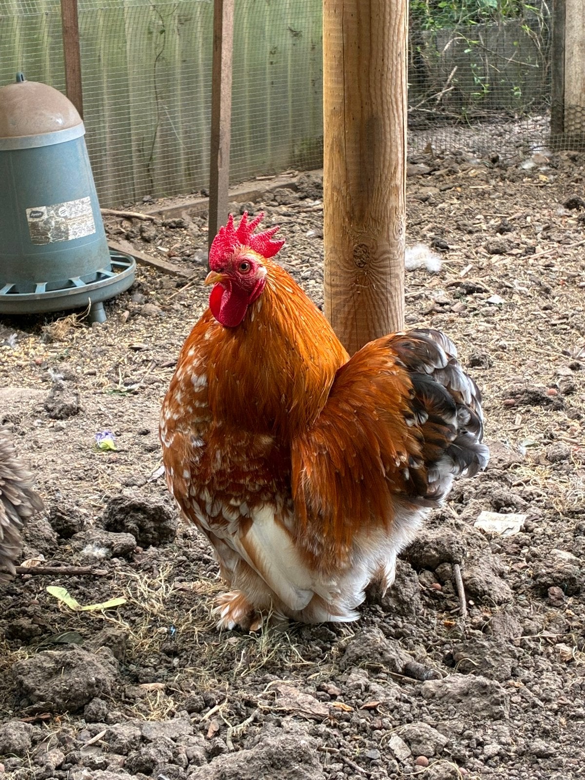Cochin kriel haan, Dieren en Toebehoren, Pluimvee