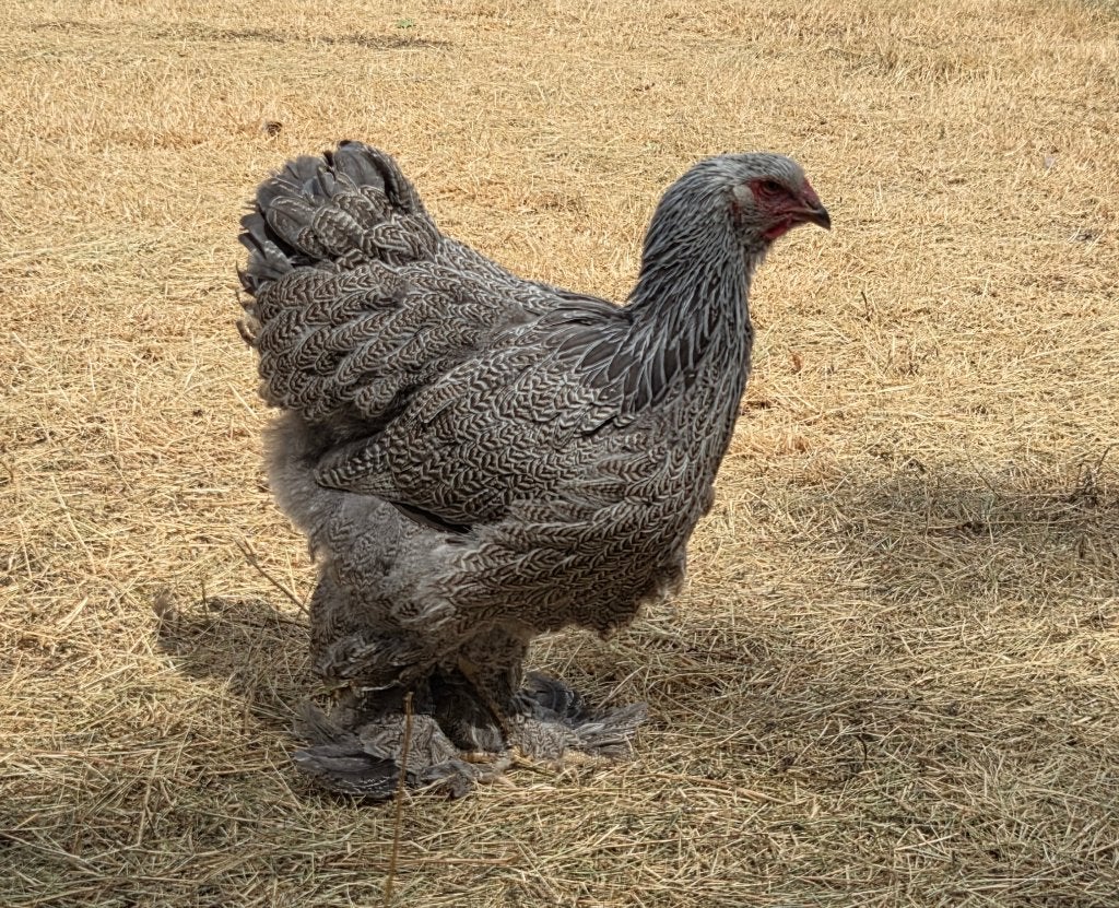 Brahma zilver/zilverblauw patrijs hennentjes, Femelle, Poule ou poulet