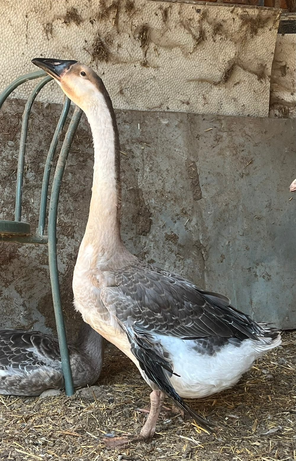 Oie de guinée, Mâle, Oie ou Cygne