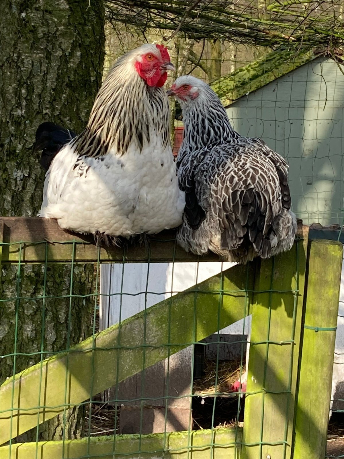 Jonge Brahma haan te koop NIET OM OP TE ETEN, Mâle, Poule ou poulet