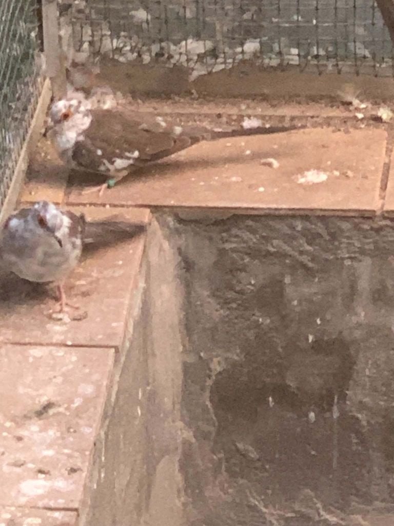 bonte diamant duifjes, Dieren en Toebehoren
