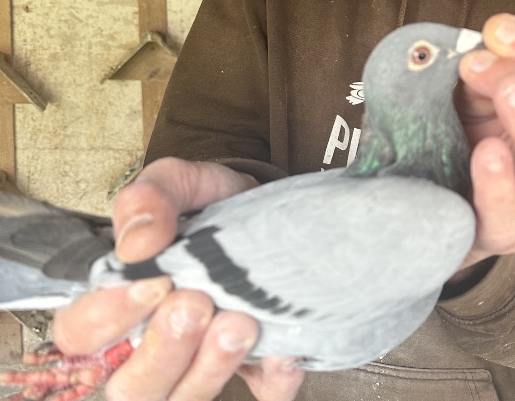 Bewezen kweekduiven, Femelle, Pigeon voyageur