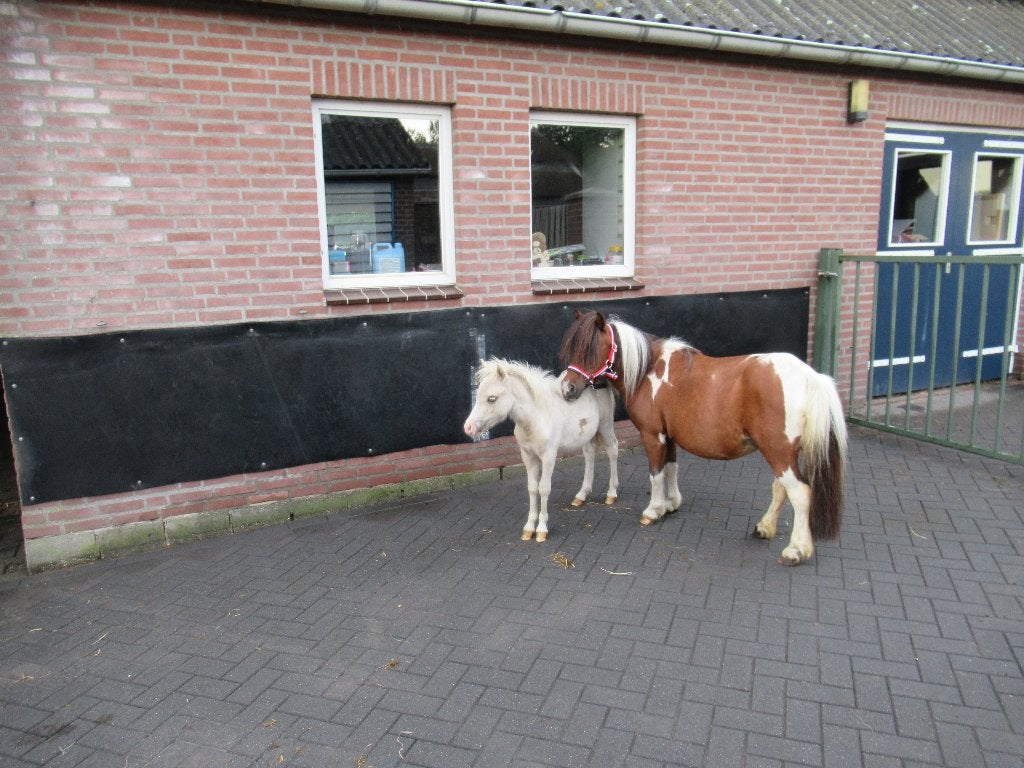 Een super brave kinderpony met veulen, Merrie, Gechipt