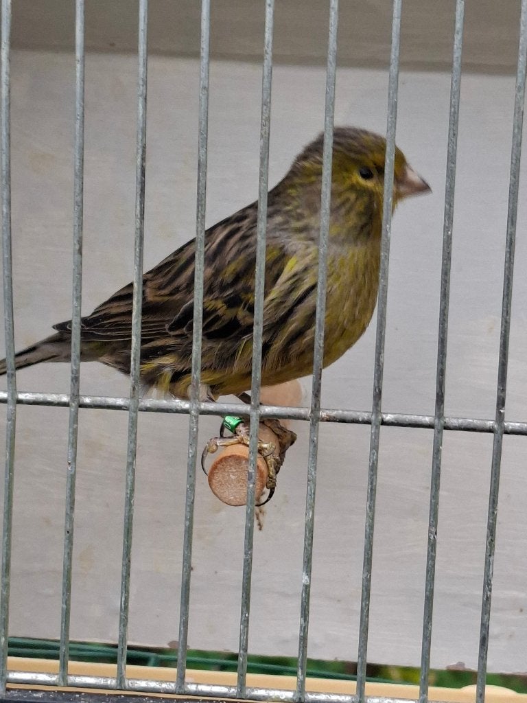 Kanarie te koop, Plusieurs animaux, Canari chanteur