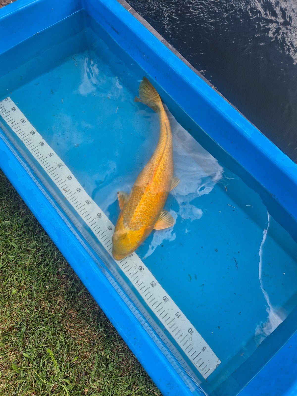 Japanse Koi Karashigoi +60cm, Dieren en Toebehoren, Vissen | Vijvervissen
