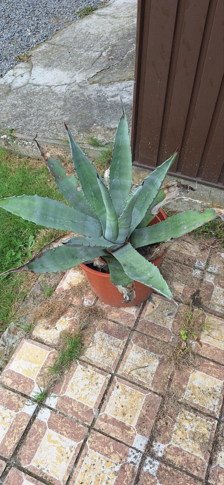 gratis plant, Ophalen