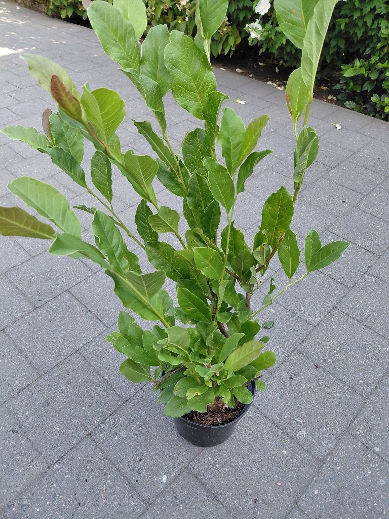 Magnolia Stellata, Tuin en Terras, Planten | Bomen, Ophalen, Halfschaduw