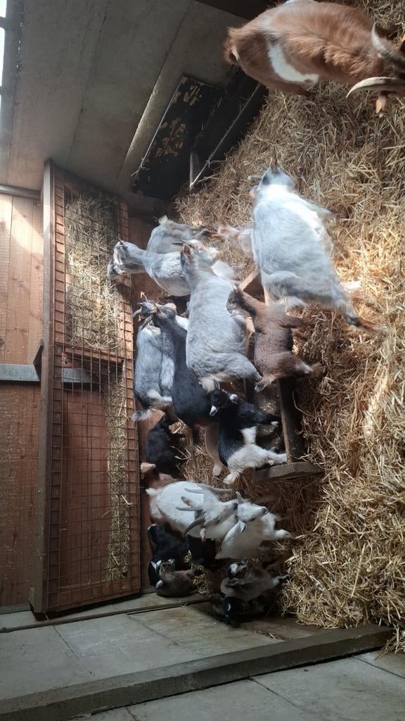 Verschillende dwerggeiten bokjes in verschillende kleuren, Dieren en Toebehoren