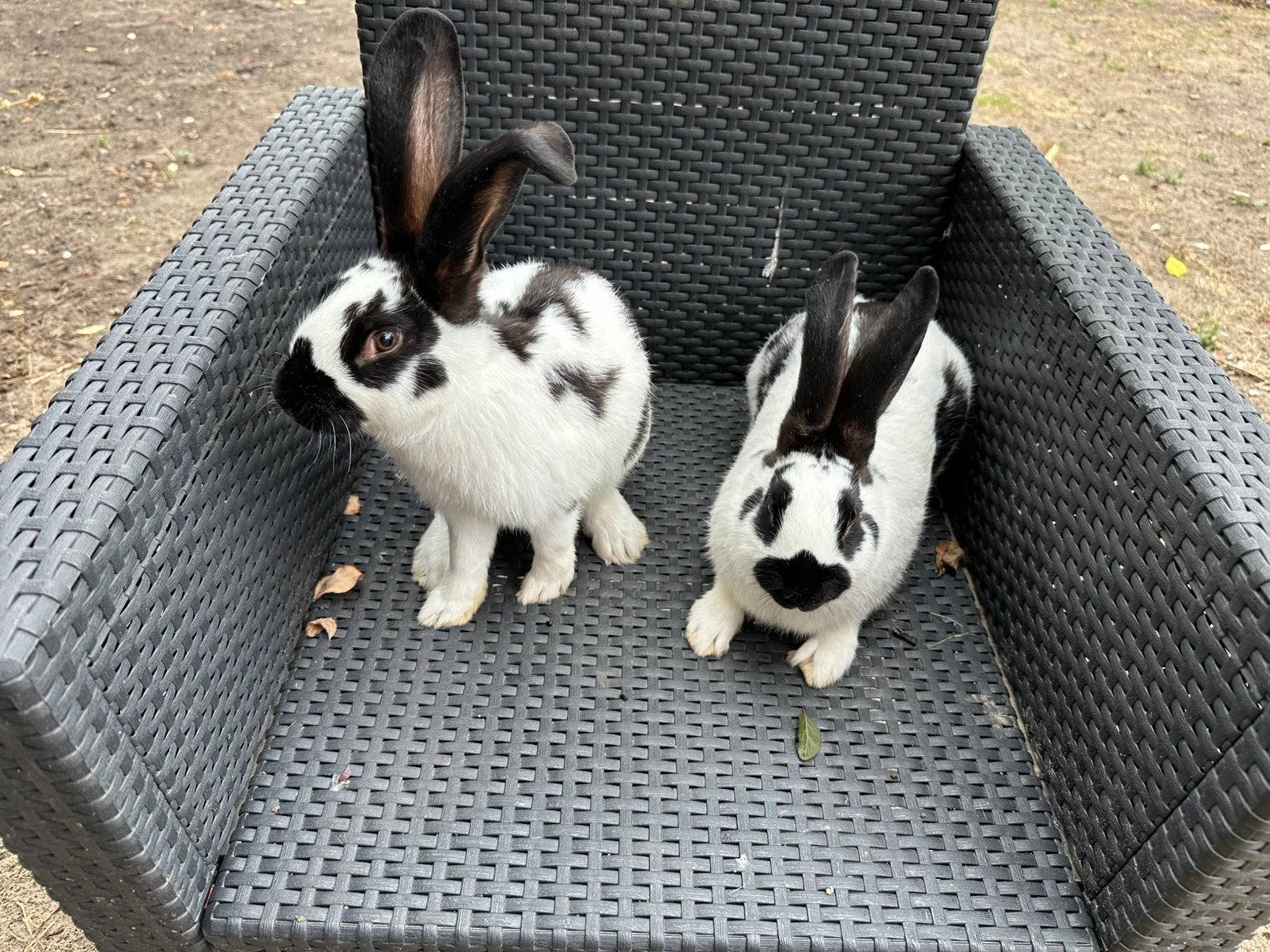 Vleeskonijn/rammen, Animaux & Accessoires, Lapins