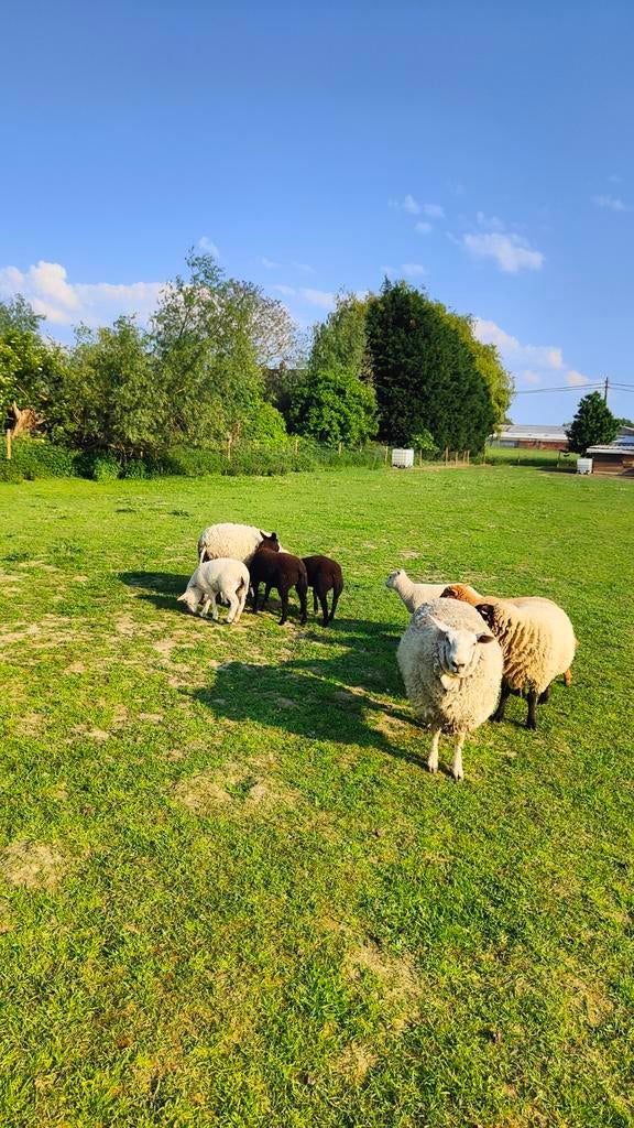 Mooie vrouw schapen, 0 tot 2 jaar