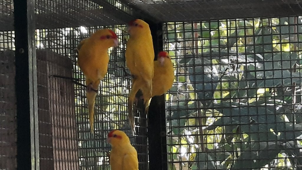 Kakariki, Animaux & Accessoires, Plusieurs animaux, Perruche, Bagué