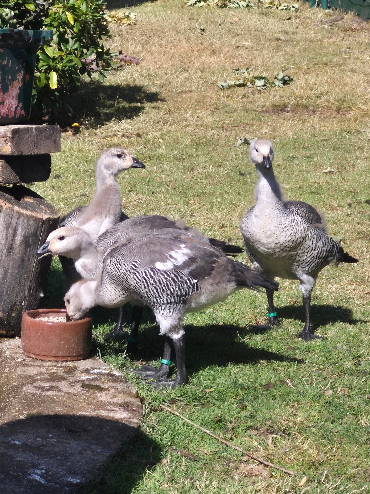 Grote  magelhaenganzen zoeken nieuwe thuis, Dieren en Toebehoren, Pluimvee