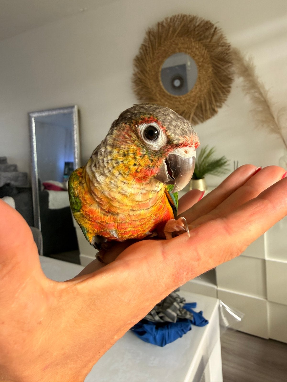 Conure, Ophalen