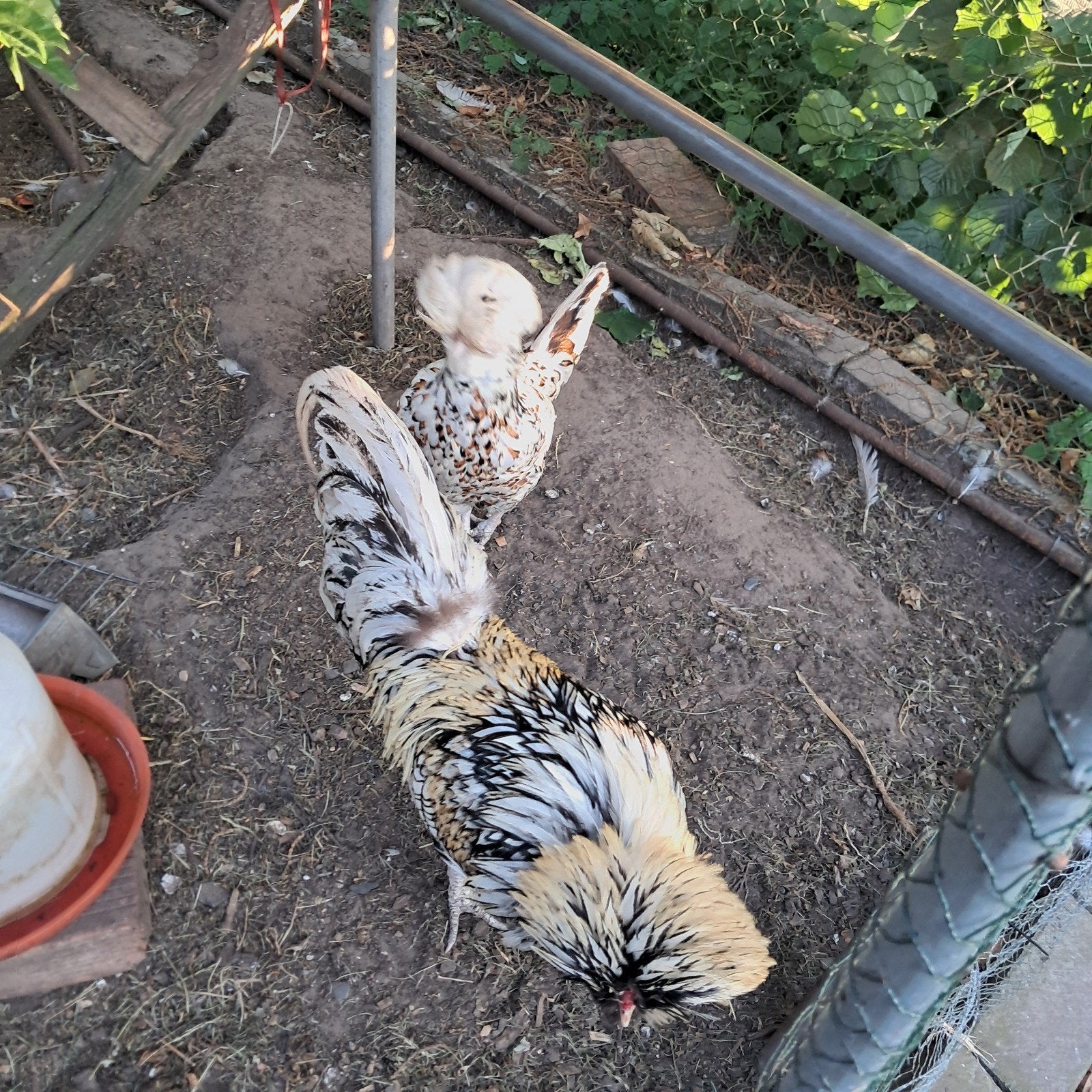 Koppel paduas, Dieren en Toebehoren, Pluimvee