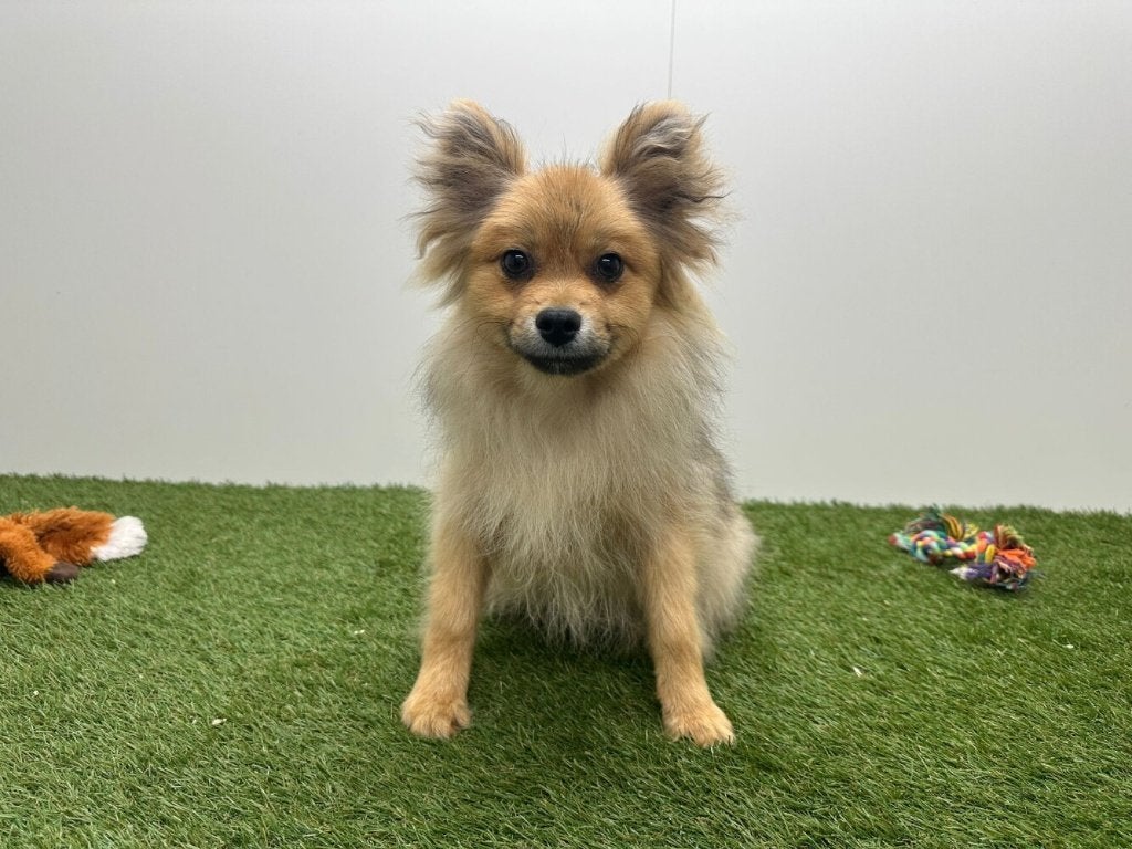 Chiot adolescent Spitz Nain, Animaux & Accessoires, Chiens | Huskys, Loulous & Types primitifs, Chien (mâle), Loulou, Éleveur | Professionnel