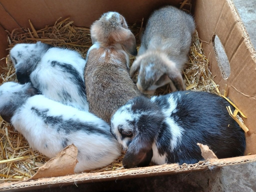 hangoortjes, Animaux & Accessoires, Lapins