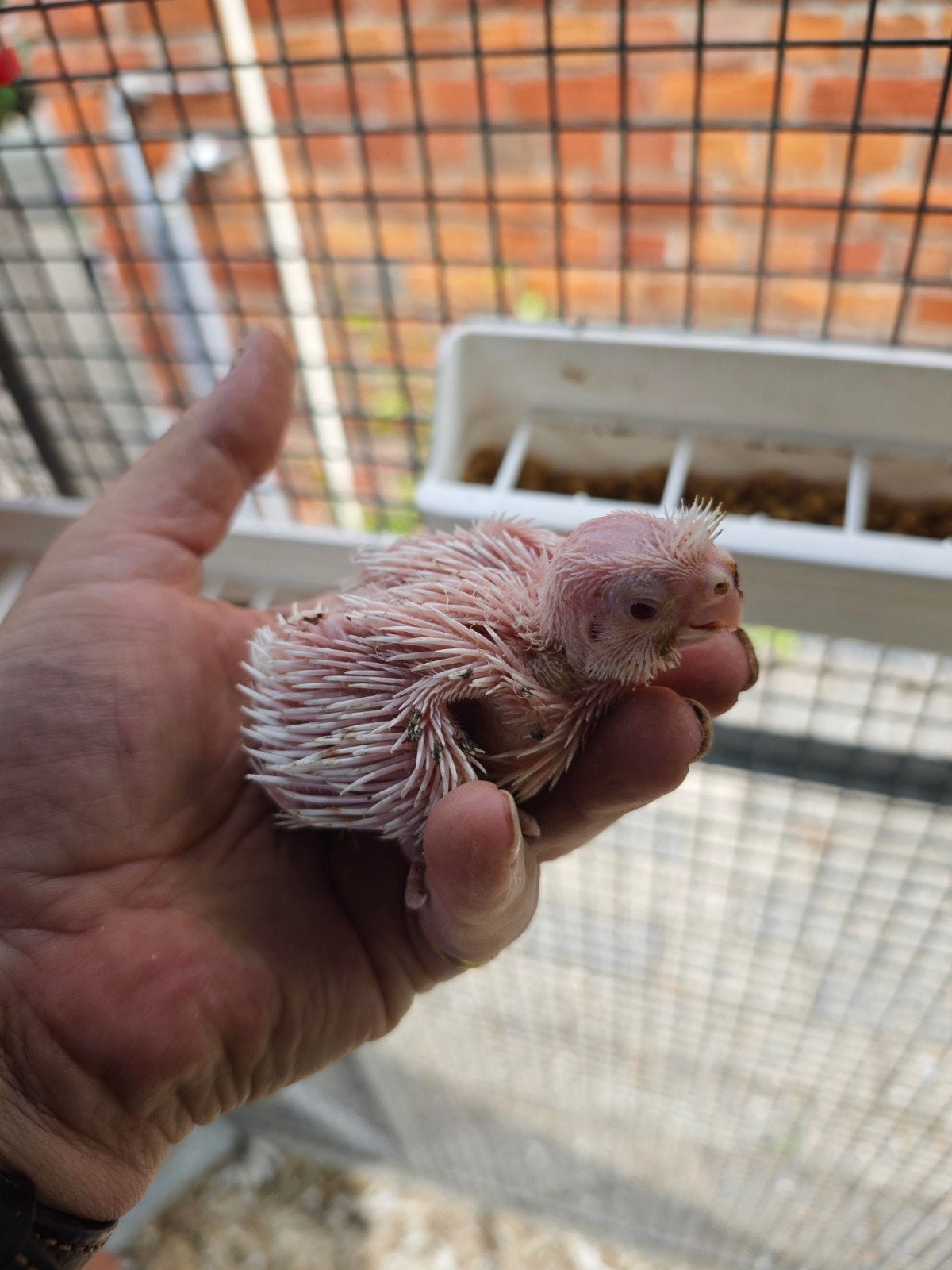 4 valkparkieten te koop, Dieren en Toebehoren