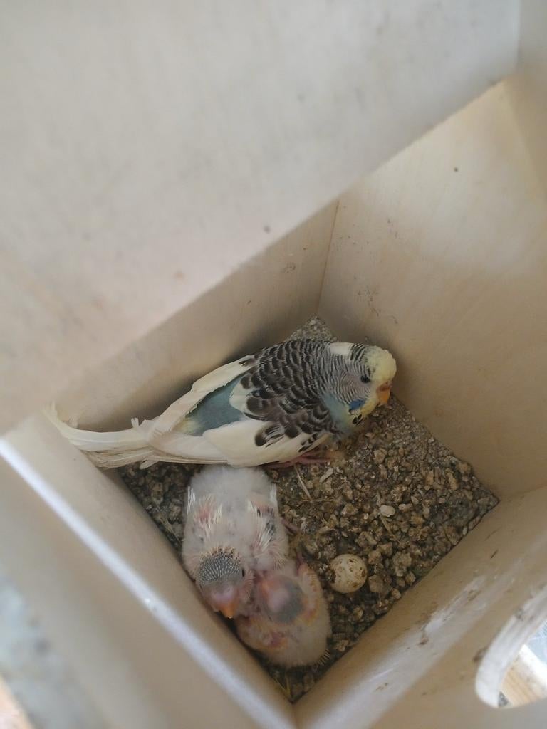 Jonge grasparkieten, bonte kleuren, Dieren en Toebehoren, Vogels | Parkieten en Papegaaien