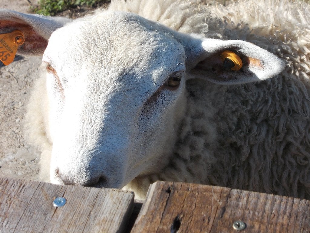 Swifter Schapen bok., Dieren en Toebehoren, Mannelijk, Schaap, 0 tot 2 jaar