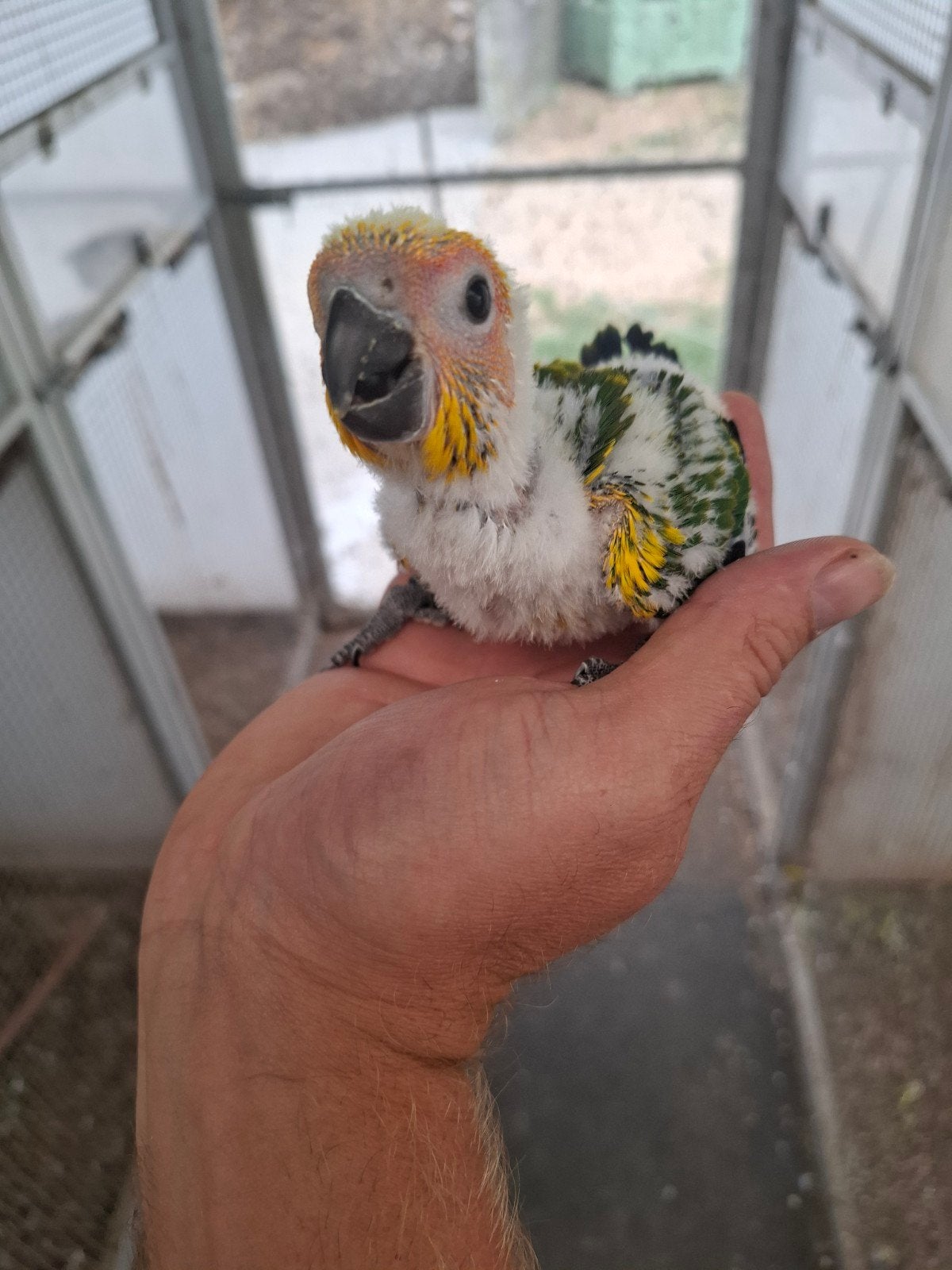 Jonge zonparkiet, Dieren en Toebehoren