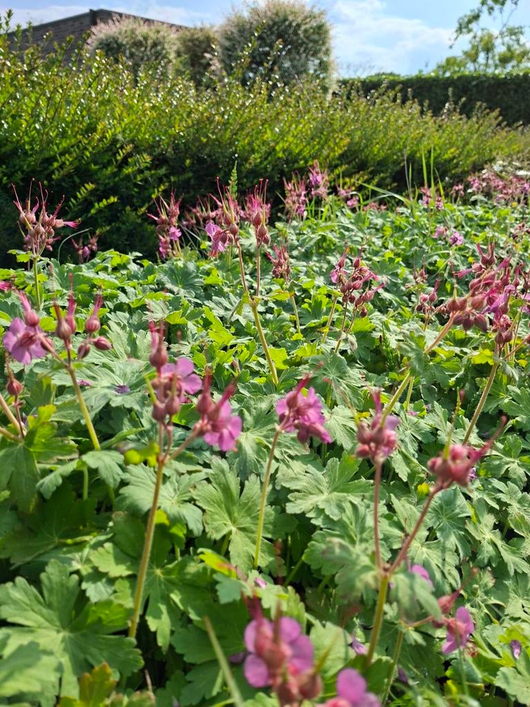 MOEDERDAG tip: mooie sterke bodembedekker, Tuin en Terras, Planten | Tuinplanten, Ophalen, Lente, Vaste plant, Bodembedekkers