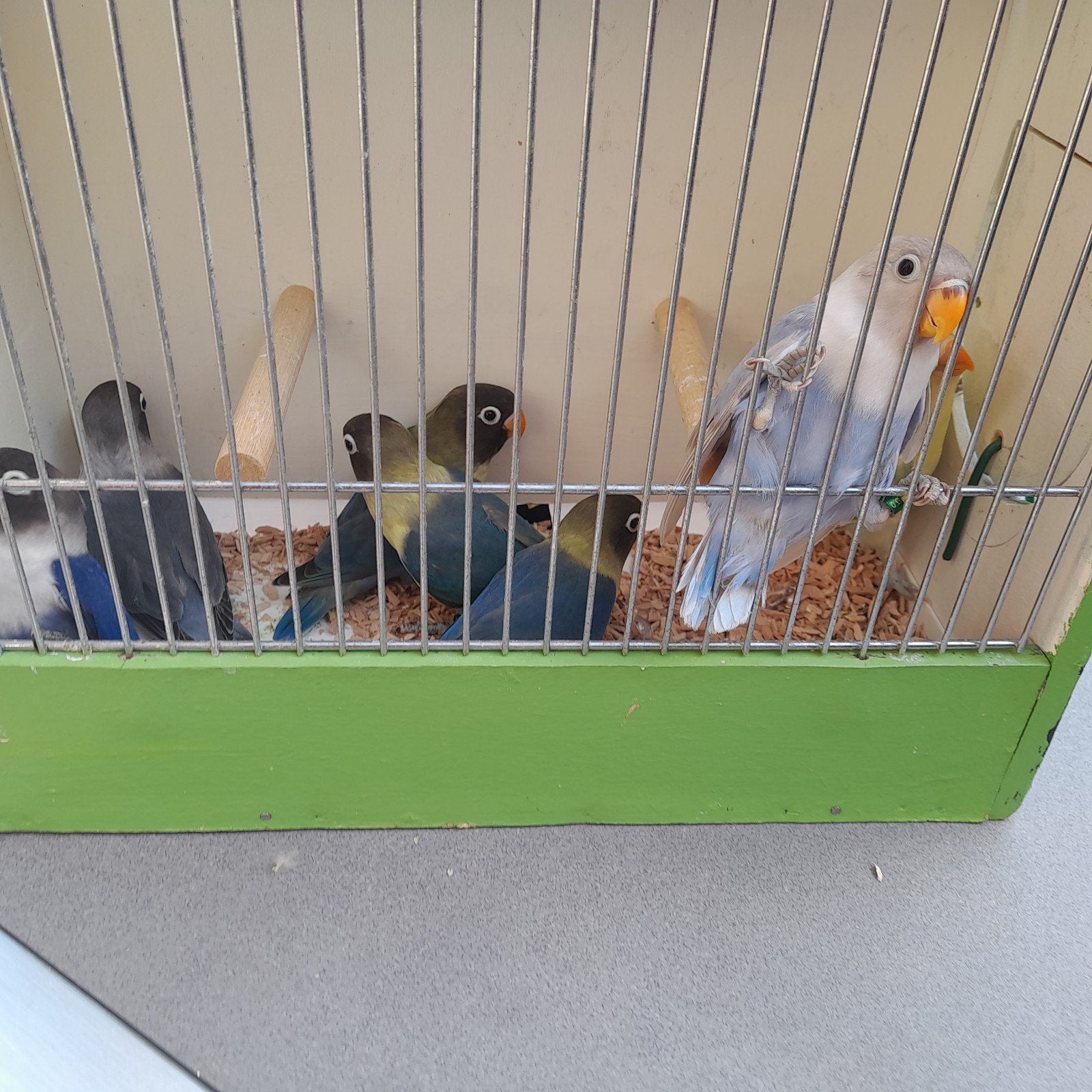 vogels
