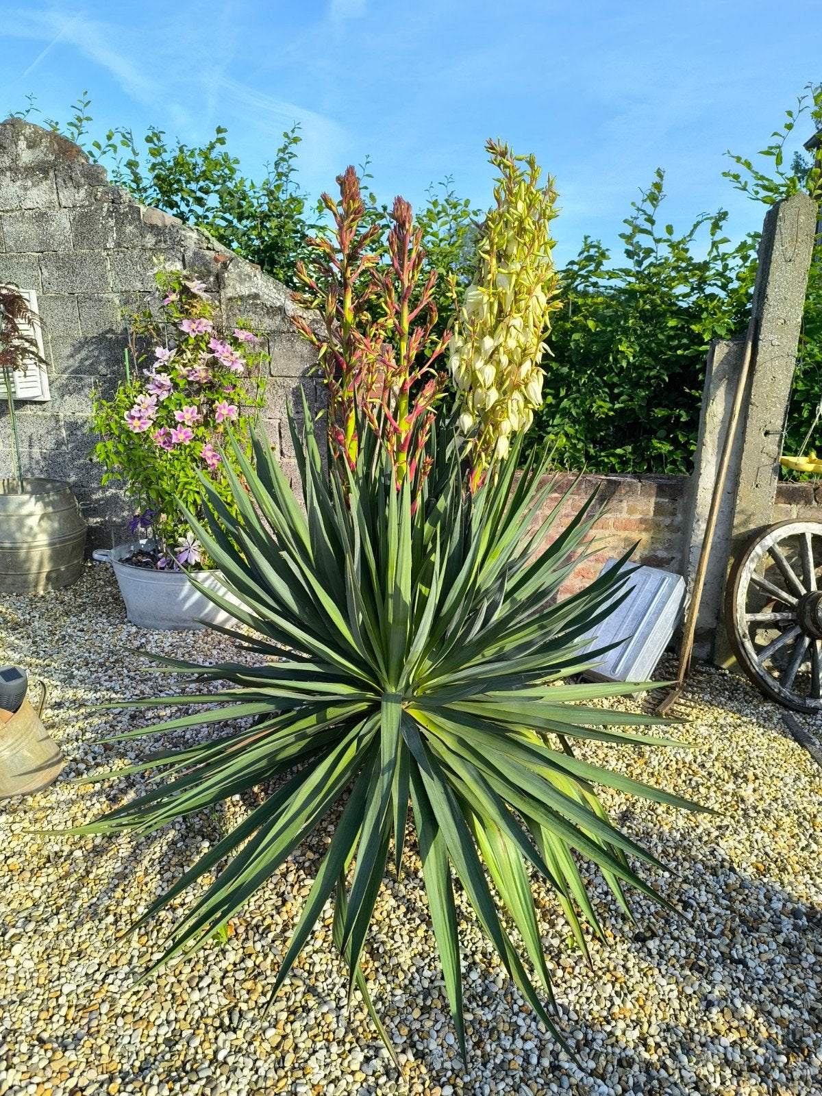 Yucca Gloriosa, Ophalen, Lente, Vaste plant, Volle zon