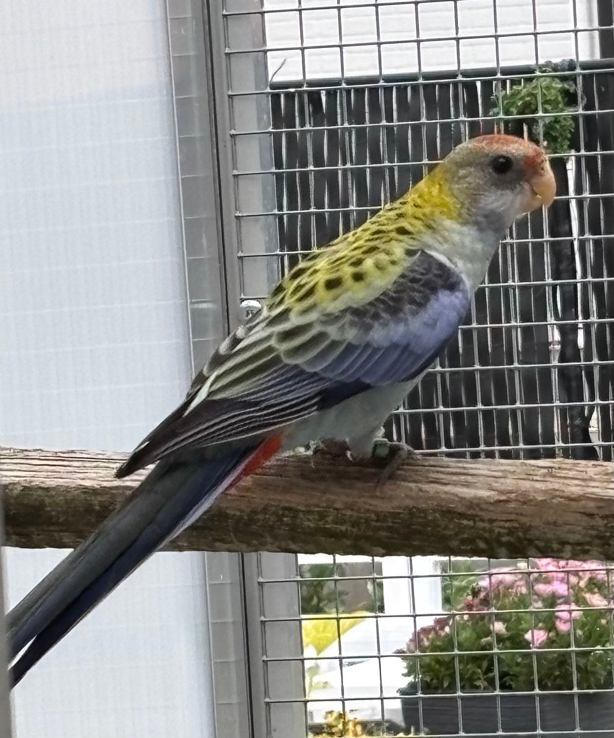 Mooie, jonge bleekkoprosella, Dieren en Toebehoren