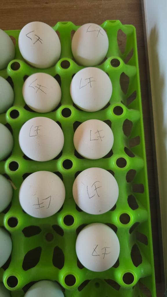 Broedeieren, Dieren en Toebehoren, Pluimvee, Meerdere dieren, Kip