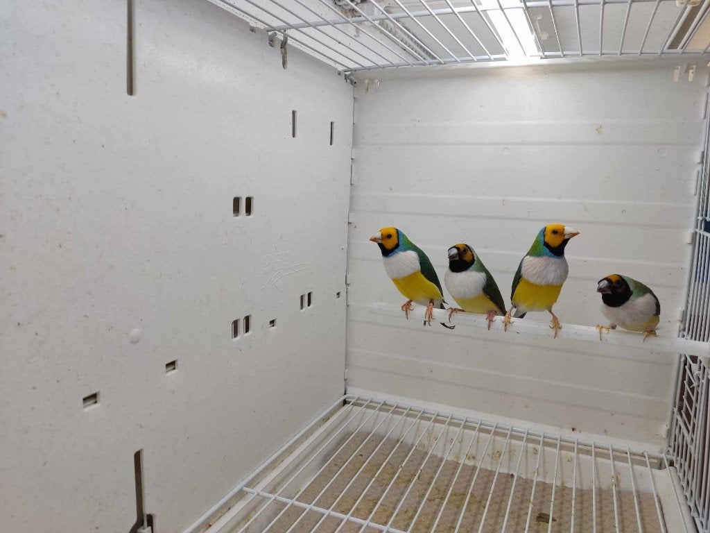 Goulds Amandine's, Dieren en Toebehoren, Meerdere dieren, Tropenvogel, Geringd